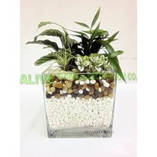 AMS026 :  - 玻璃方瓶植物组合